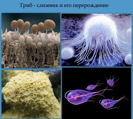 Как избавиться от грибков и плесени в организме человека