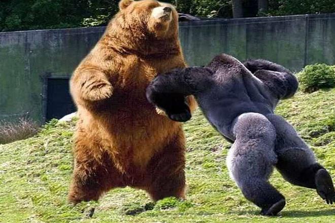 Разъяренный медведь против тигра, пумы, бизона и моржа: битвы на видео