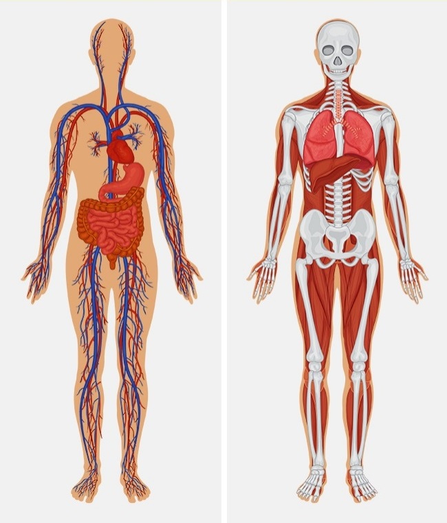 10 удивительных вещей, на которые способно наше тело наука,организм,тело,человек