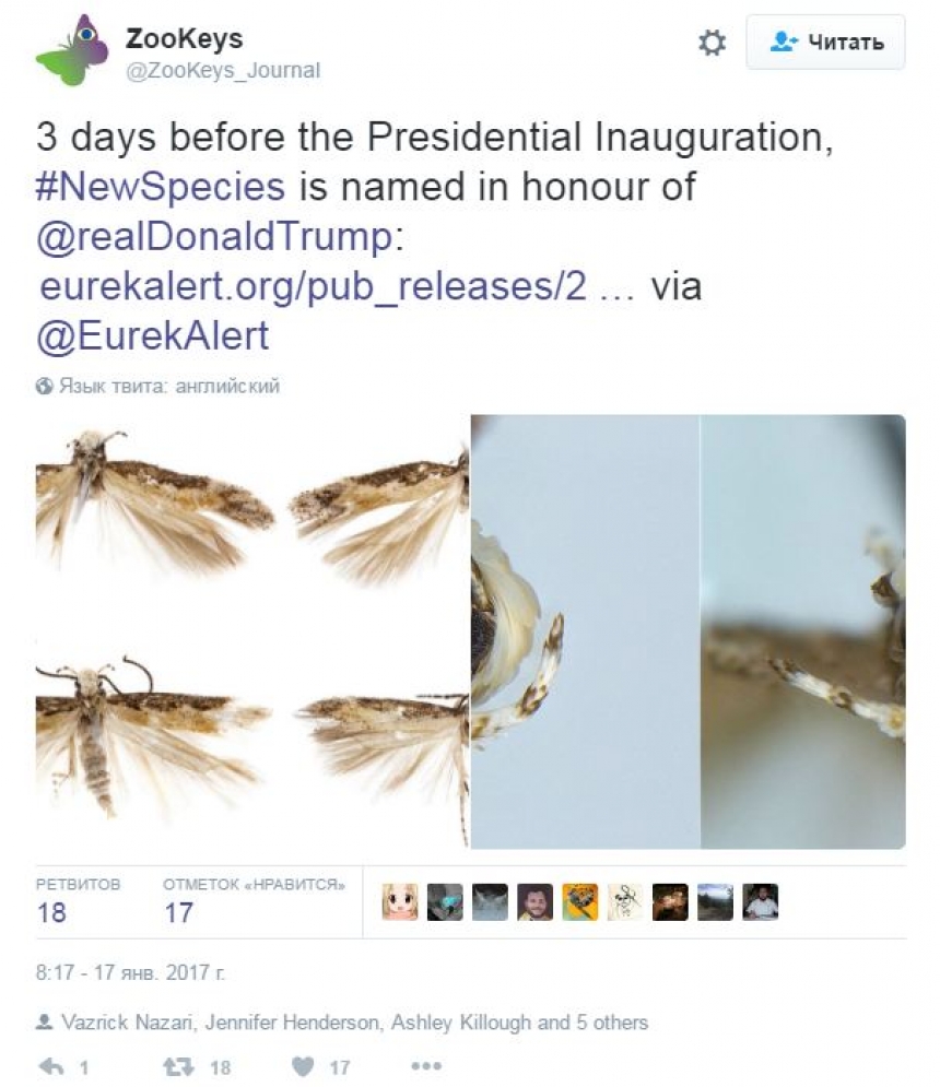 Моль по имени Дональд Трамп: почему насекомое назвали в честь президента США?