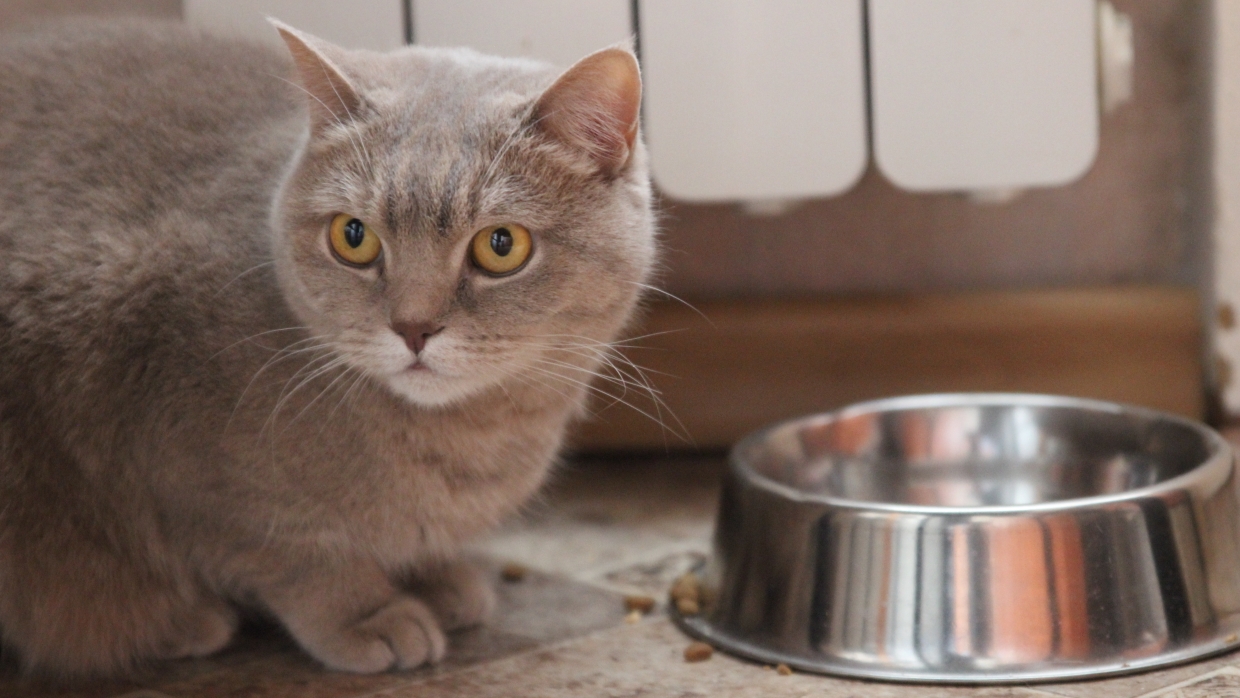 Ветеринарный эксперт успокоил паникующих граждан из-за дефицита кормов для животных