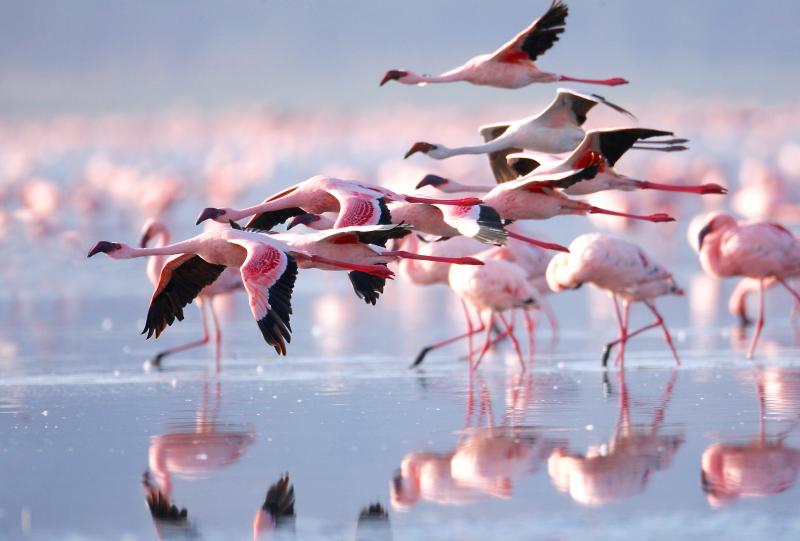 Розовые фламинго на озере Накуру в Кении