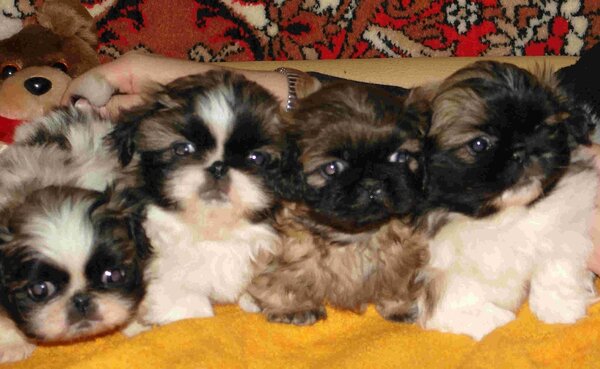 Собачники построили себе «площадку раздора» истории из жизни