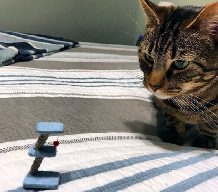 кошка