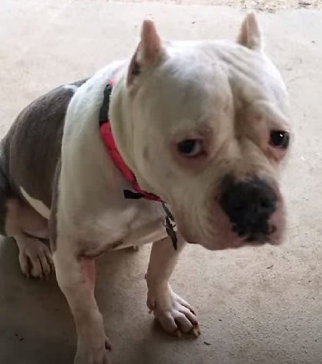 Собака мидит