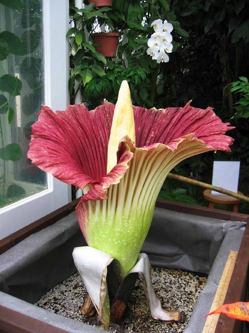 Самый большой и самый вонючий Аморфофаллус (Amorphophallus)