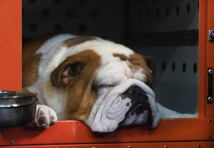 Выставка собак Westminster Kennel Club 2020 животные,Путешествия,фото