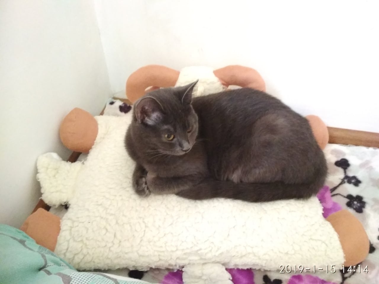 кошка отдыхает