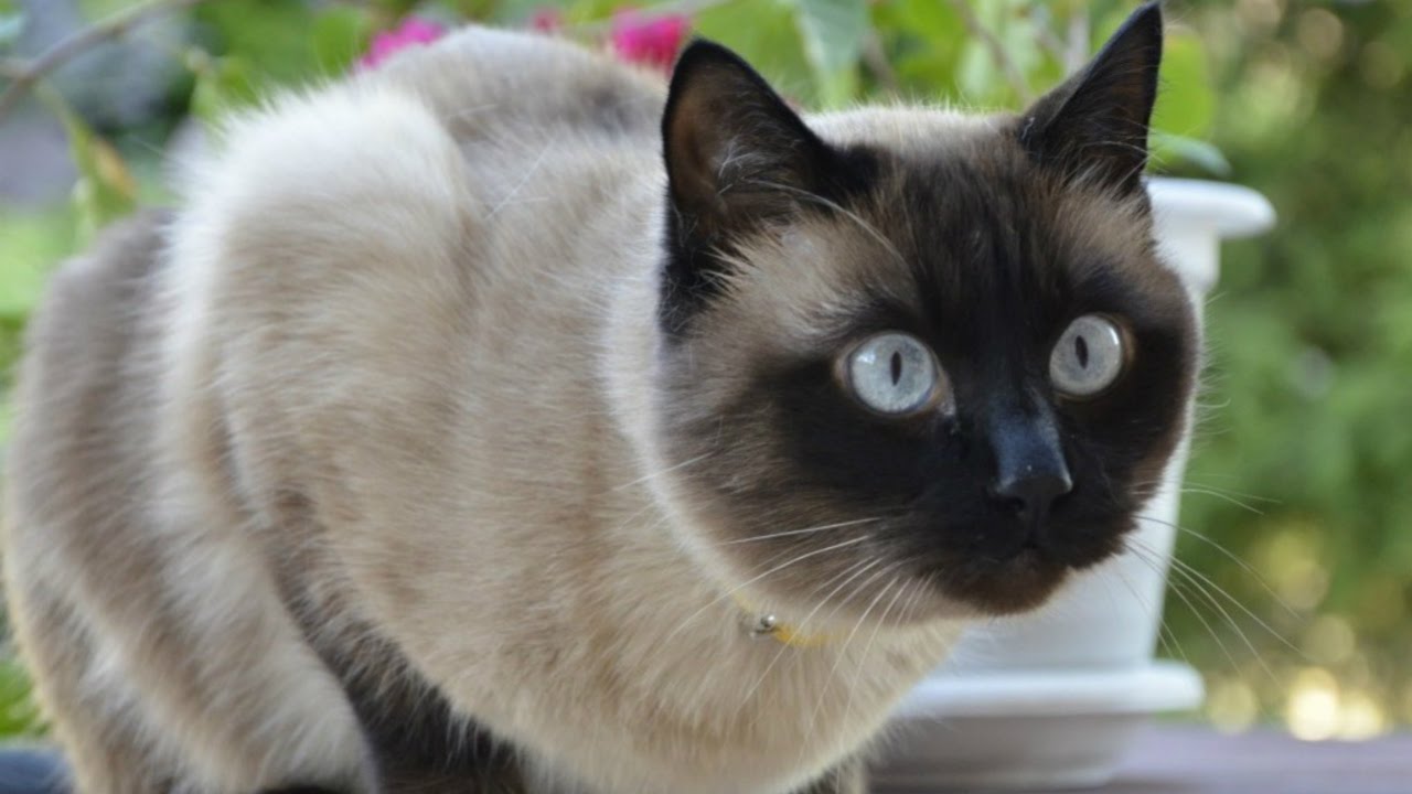 Картинки по запросу фото сиамского кота