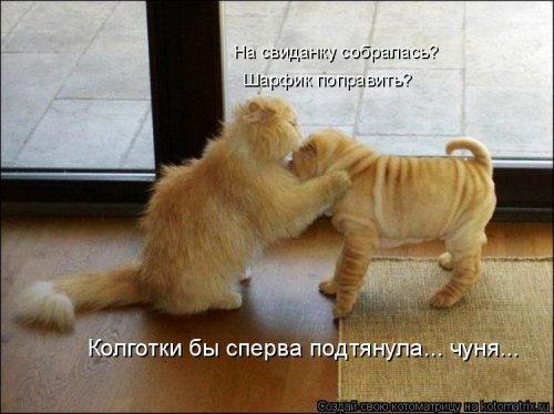 Свежая котоматрица (26 фото)