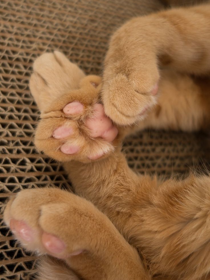 лапки котенка