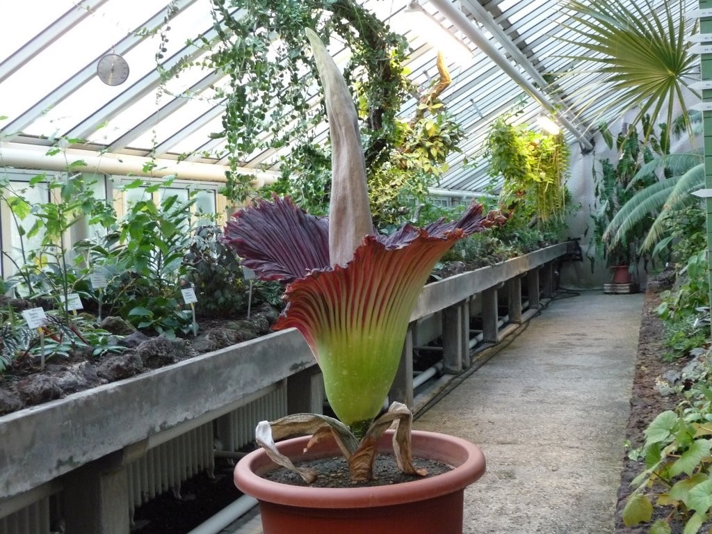 Самый большой и самый вонючий Аморфофаллус (Amorphophallus)