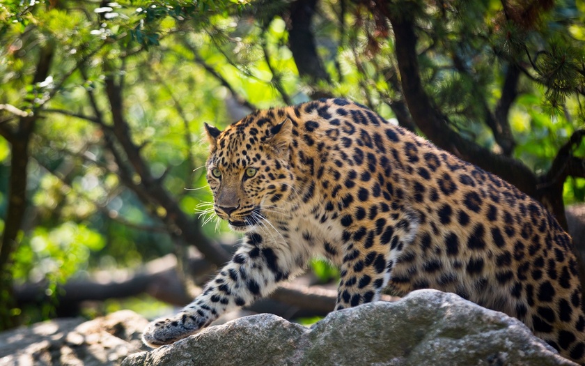 Самые интересные животные мира. Амурский леопард