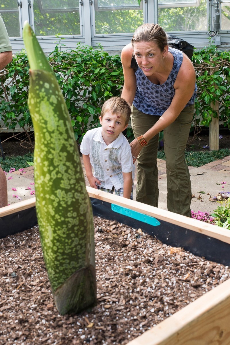 Самый большой и самый вонючий Аморфофаллус (Amorphophallus)