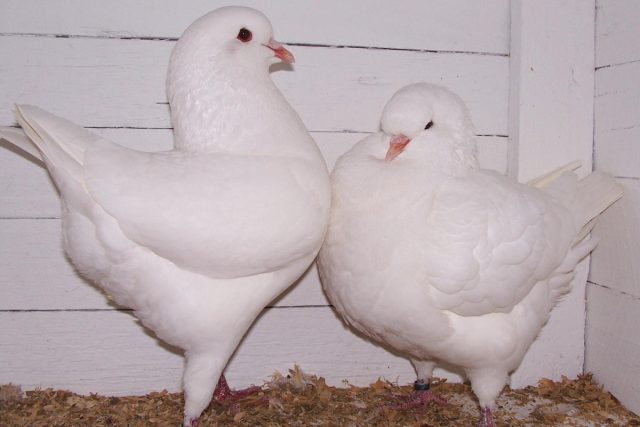 Почему стоит разводить мясных голубей? голубей, мясных, породы, граммов, птицы, можно, молодняк, более, может, пород, часто, очень, используют, голуби, также, возрасте, птенцов, имеет, недель, живой