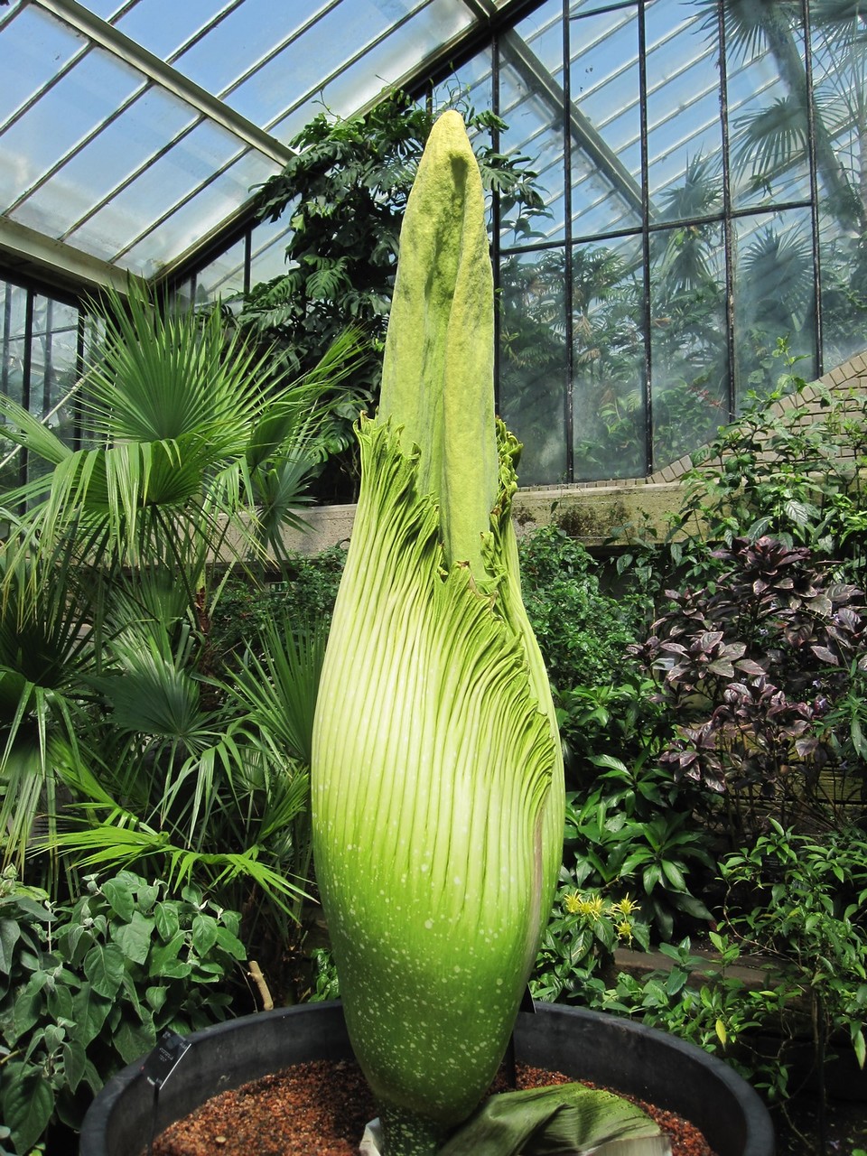 Самый большой и самый вонючий Аморфофаллус (Amorphophallus)