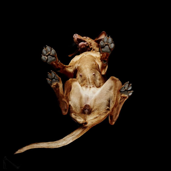 Животные: вид снизу Животные: вид снизу