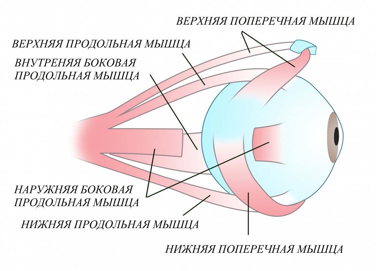 Линзы для зрения цветные екатеринбург