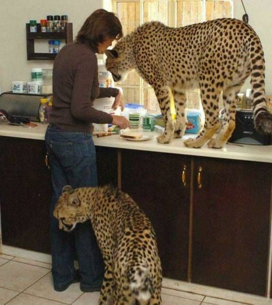 Подборка картинок. Вечерний выпуск (72 фото)