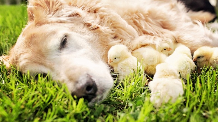 красивые фото собак, милые животные, фото милых цыплят, дружба животных