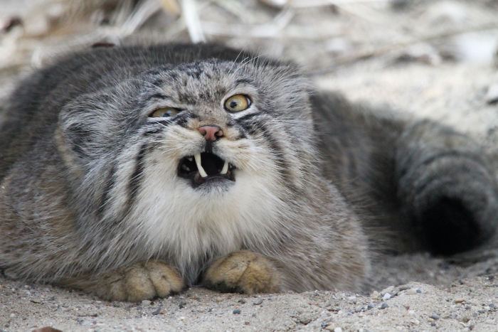 Pallas's Cat Sneezing