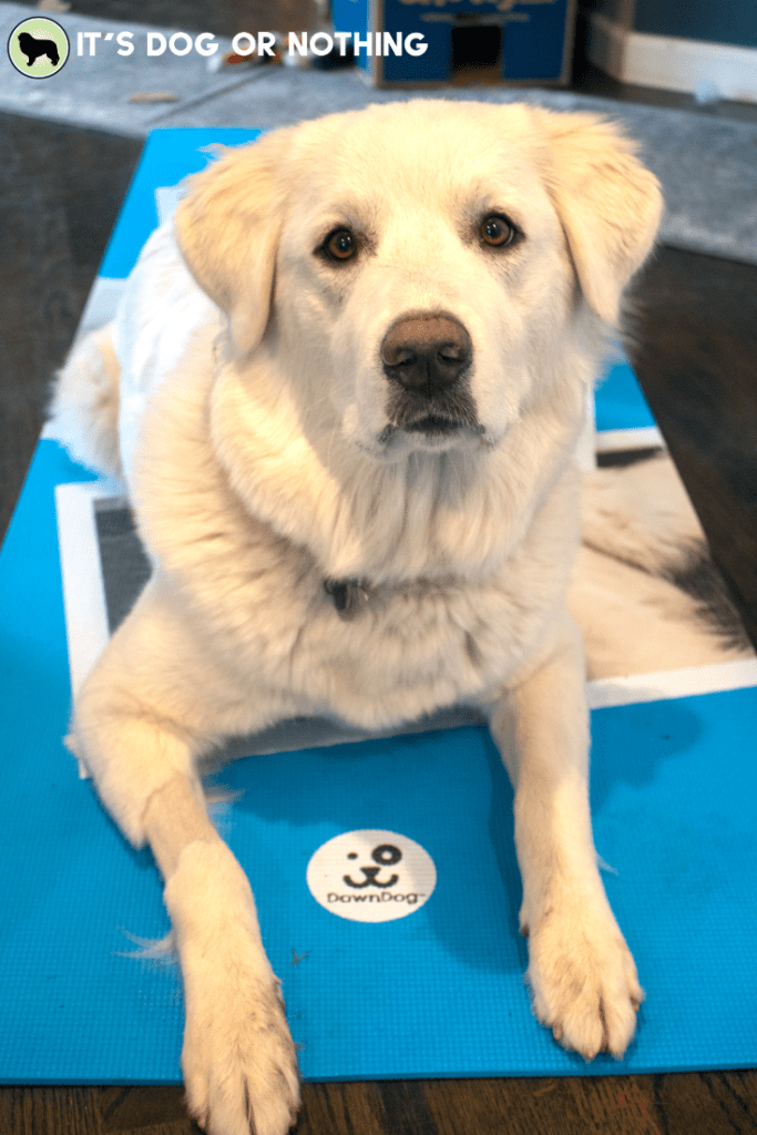 Do you wish you could keep your pet with you during your favorite yoga class? Turns out, you can!