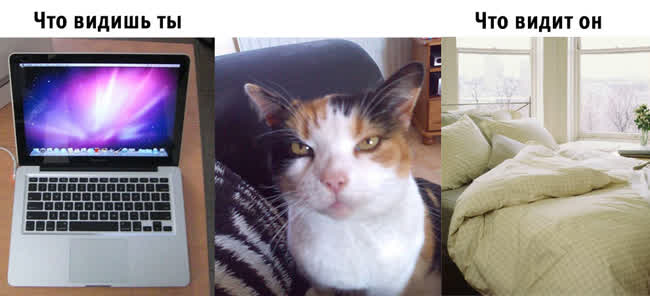 10 забавных примеров того, как наши питомцы видят привычные нам вещи) 10 забавных примеров того, как наши питомцы видят привычные нам вещи) картинки,не всё так грустно