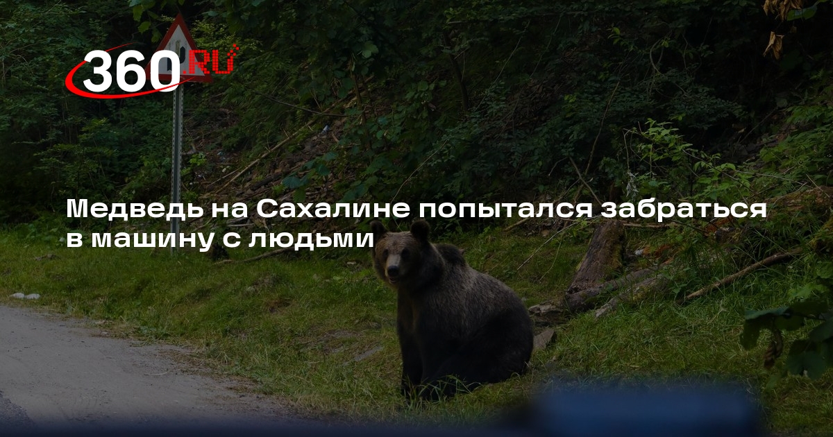 «ЧП Сахалин»: медведь вышел на дорогу и оторвал дворник на авто у села Пильтун