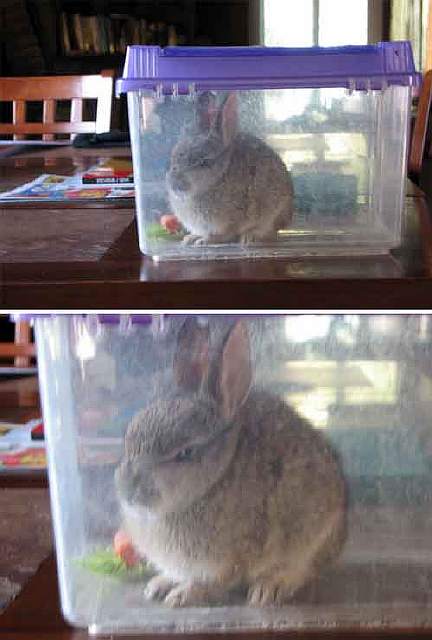 Ми-ми-ми наоборот: Когда животное не в духе животные,фото