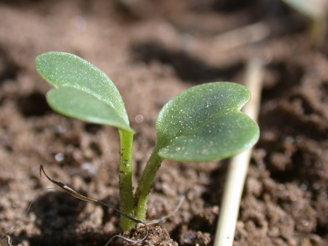 https://blueworld.org/garden/wp-content/uploads/2009/04/radish-sprout.jpg