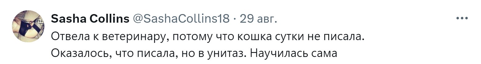 «Новообразование оказалось пупком»: 15 забавных причин, зачем питомцев возили к ветеринару правда, нужно, чтобы, кошки, совершенно, случае, возили, животных, животное, может, можно, своих, просто, узнать, ветеринару, внимание, Другое, Иногда, хозяин, начнёт