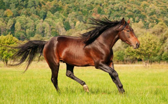 Карачаевской породы лошадь: описание и фото