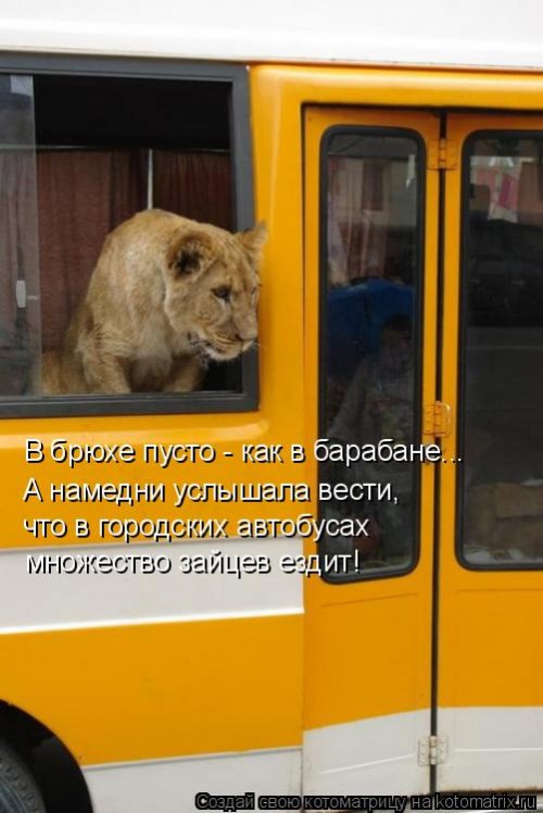 Свежая котоматрица для всех (20 шт)