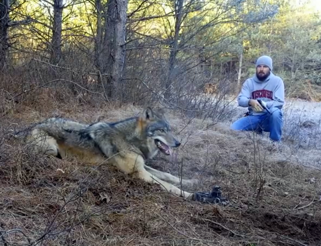 КАПКАННАЯ охота на волка