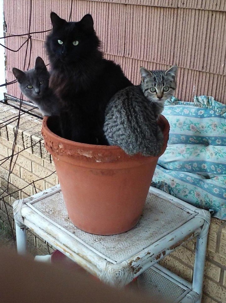 коты в цветочных горшках, расцвели коты, весна расцвели коты