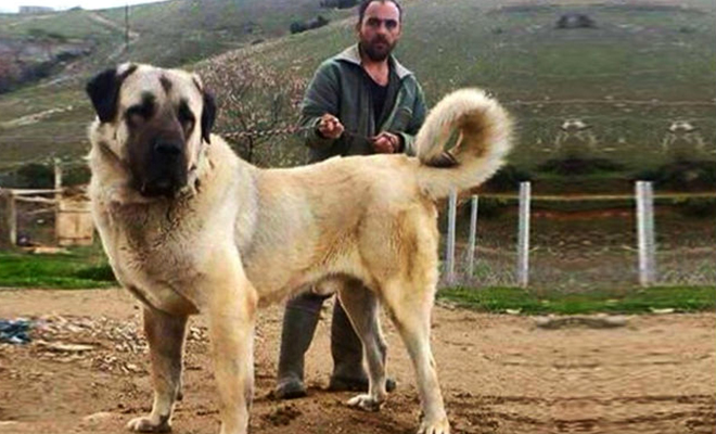Сила алабая на видео: удержать собаку размером больше волка почти невозможно