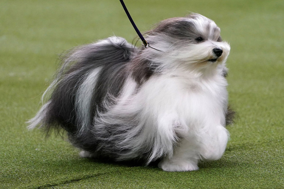 Выставка собак Westminster Kennel Club 2020 животные,Путешествия,фото