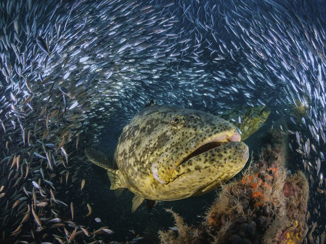 Лучшие фотографии National Geographic за июль 2014