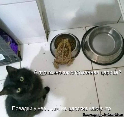 Лучшая котоматрица недели  позитив,приколы,смешные картинки