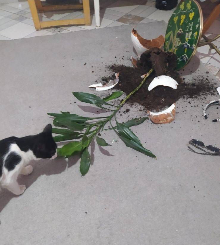 Подборка прикольных картинок  приколы,смешные картинки,юмор