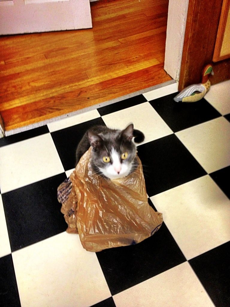 Хозяин, выпусти! 