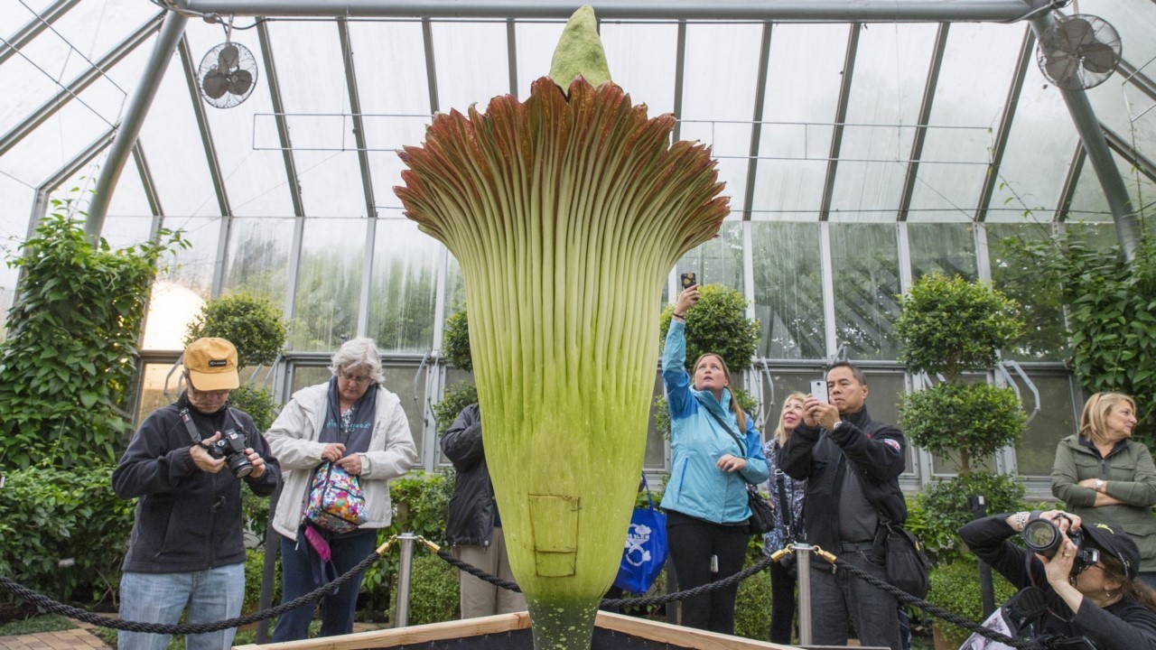 Самый большой и самый вонючий Аморфофаллус (Amorphophallus)