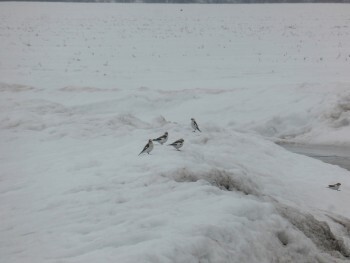 В Калужской области заметили арктических птиц