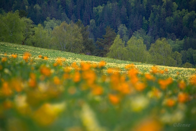 Фотограф Светлана Казина