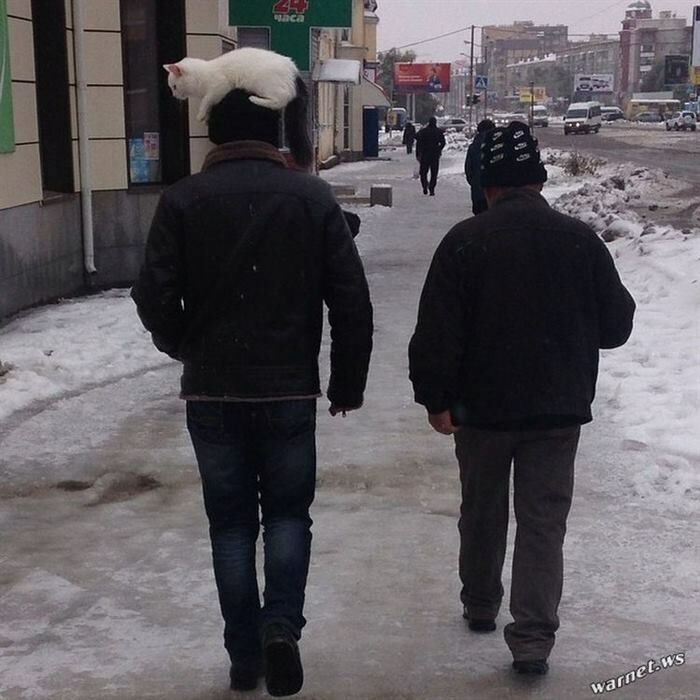 Эти коты поднимут Вам настроение) веселье,смех