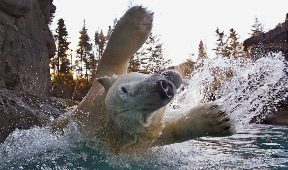 Белый медведь, как маленький ребенок, резвится в пруду зоопарка в Квебеке. (Mathieu Belanger/Reuters)