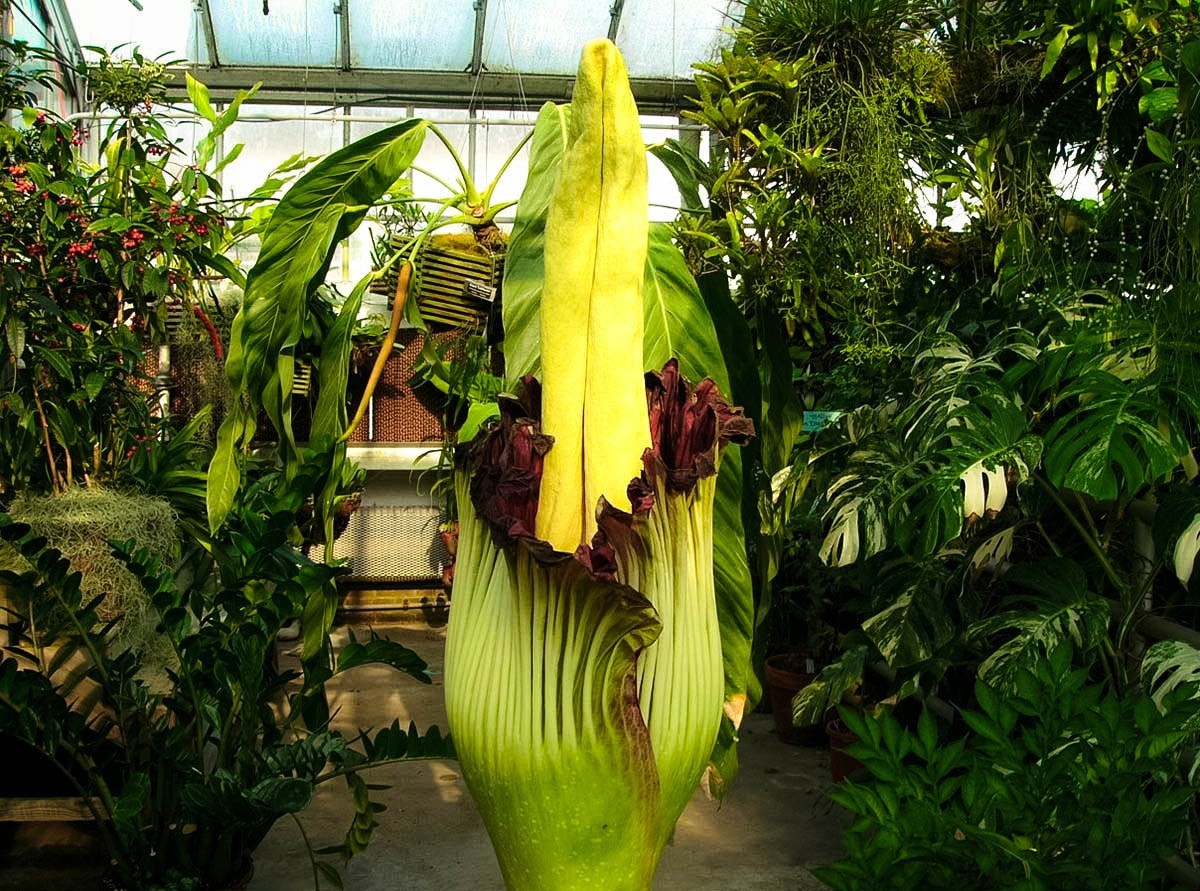Самый большой и самый вонючий Аморфофаллус (Amorphophallus)