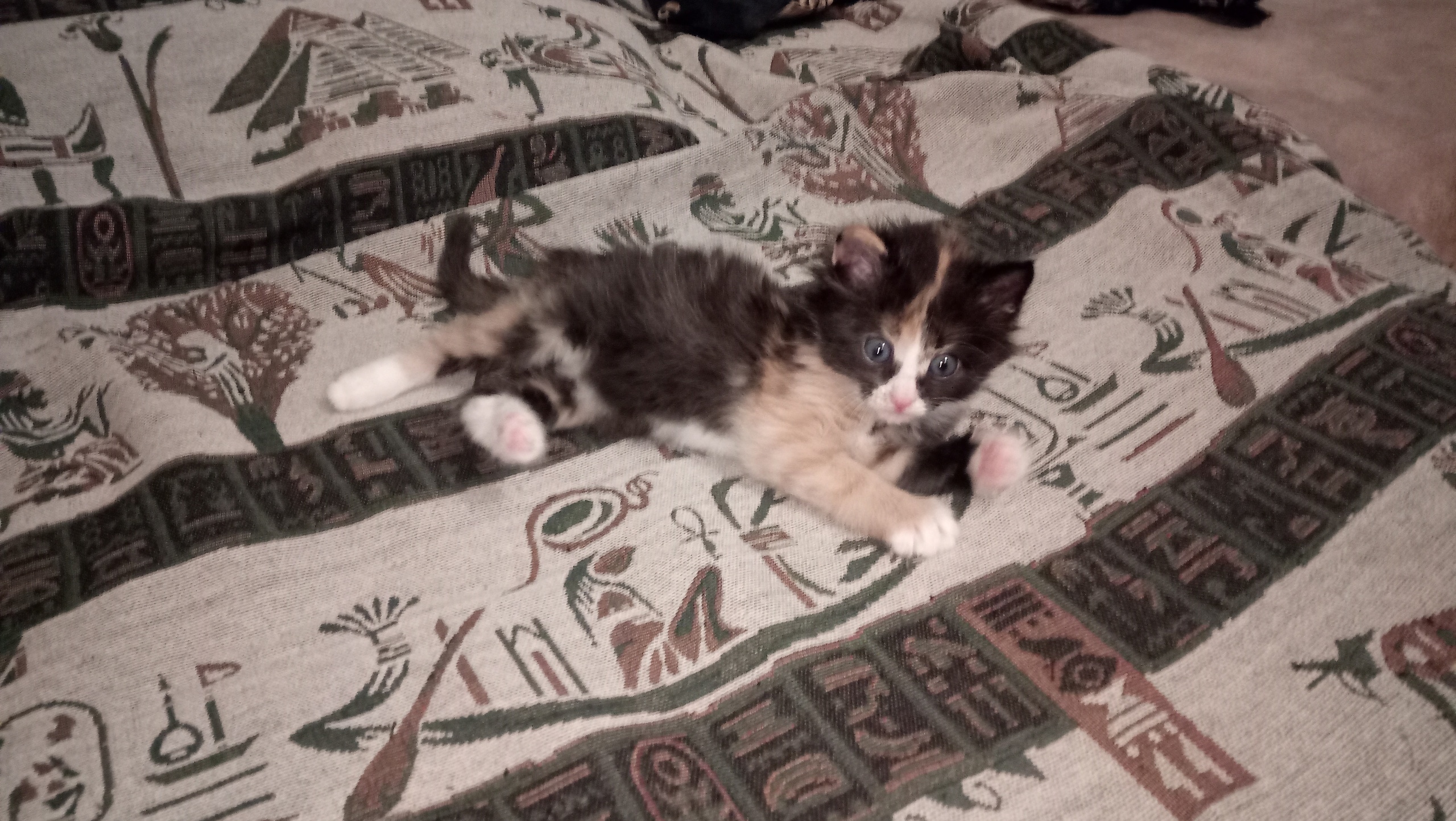 котенок на кровати