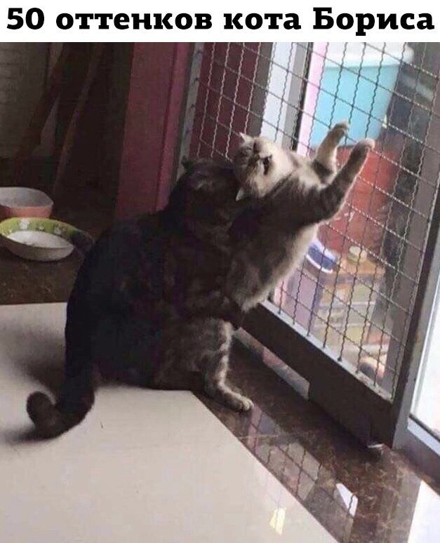 Смешные комментарии и высказывания из социальных сетей высказывания, комментарии, прикол