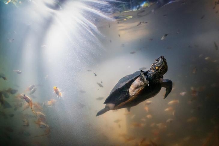 Победители фотоконкурса «Золотая черепаха» жизнь,прекрасное,удивительное